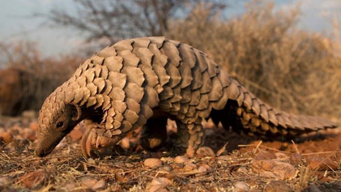 Pangolin nedir?