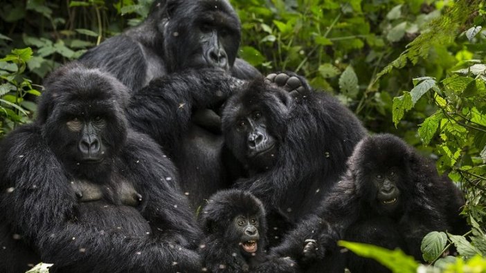 Nesilleri tükenme tehlikesindeki gorillere yıldırım çarptı