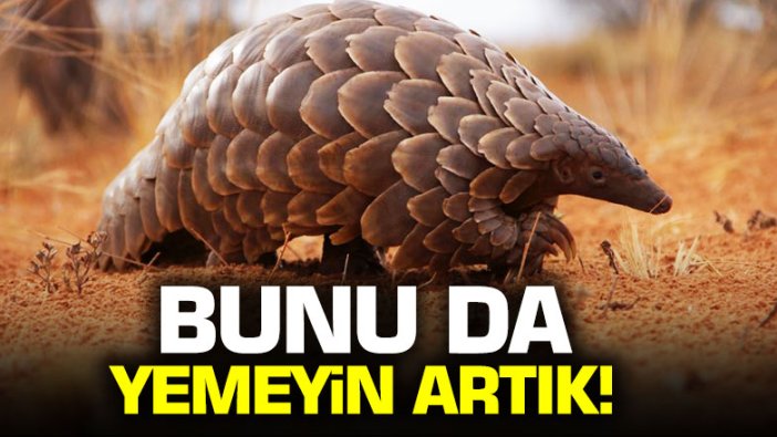 Pangolin korona virüsün benzerini taşıyor