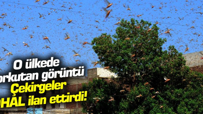 O ülkede korkutan görüntü: Çekirgeler OHAL ilan ettirdi