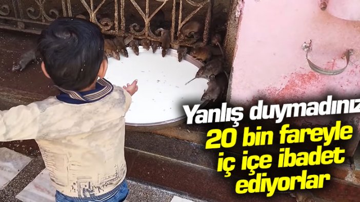 Yanlış duymadınız! 20 bin fareyle iç içe ibadet ediyorlar