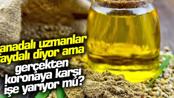 Kenevirin faydaları nelerdir? Kenevir korona virüse karşı koruyor mu?