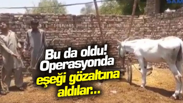 Bu da oldu! Operasyonda eşeği gözaltına aldılar...