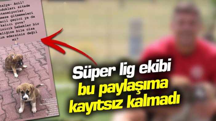 Süper Lig ekibi bu paylaşıma kayıtsız kalmadı, yavru köpeklere sahip çıktı