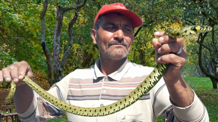 Yılan korkusuyla dolan Kayserililer ona koşuyor