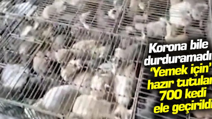 Korona bile durduramadı! 'Yemek' için hazır tutulan 700 kedi ele geçirildi