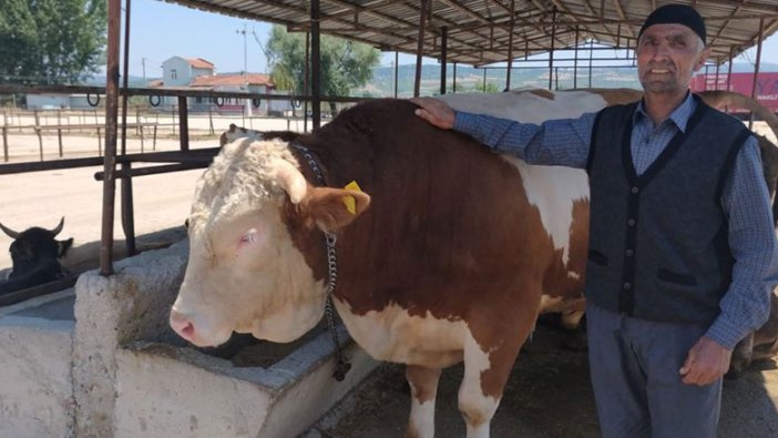 1 ton 100 kiloluk tosun bakın kaç paraya alıcı buldu