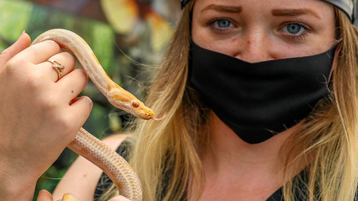 Albino piton yavrusu Antalya'nın maskotu oldu