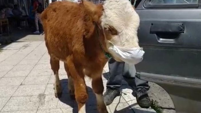 Buzağıyı maske takıp veterinere götürdüler