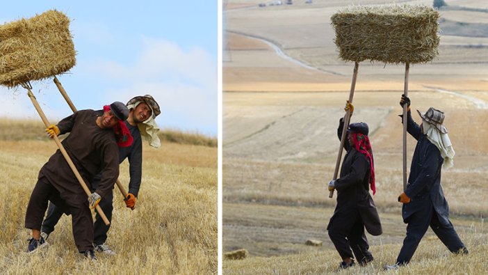 Başkent'te buğday hasadı başladı