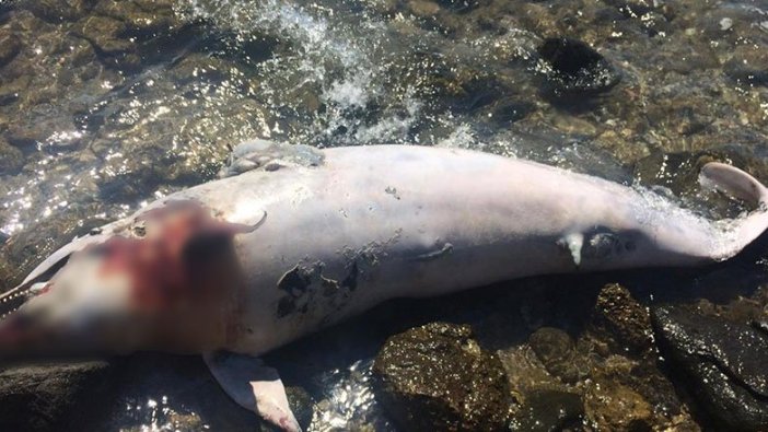 İzmir'de yunuslar sahile vurdu... Vahşice öldürülüyorlar!