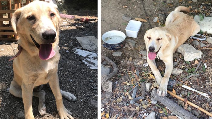 Bıçaklayarak yaraladığı köpeği serbest kaldıktan sonra öldürdü