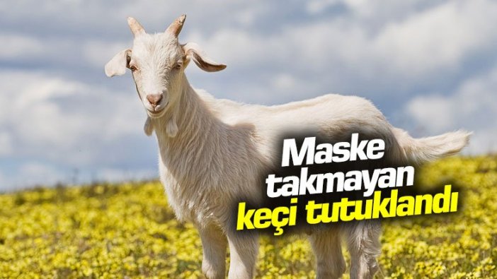 Maske takmayan keçi tutuklandı