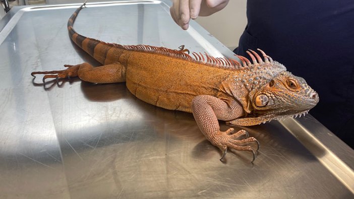 Üsküdar'da bulunan iguanaya bakın hangi ismi verdiler