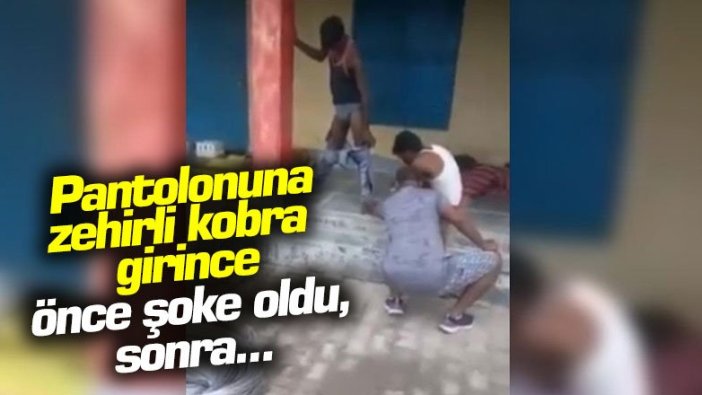 Pantolonuna zehirli kobra  girince bakın ne yaptı