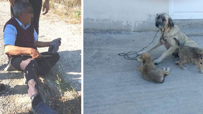 İğrenç olay! Yaşlı adam köpeğe tecavüz ederken yakalandı