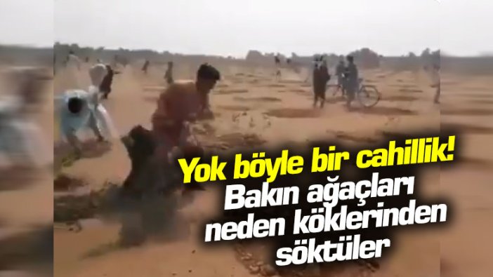 Yok böyle bir cahillik! Bakın ağaçları neden köklerinden söktüler