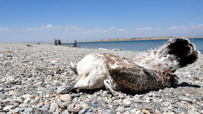 Van'da tedirgin eden görüntü! Vatandaşlar endişeli