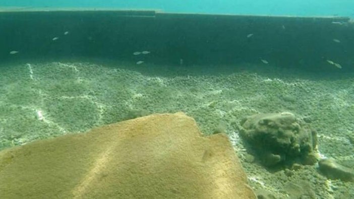 Bodrum'daki şaşkına çeviren görüntüde yeni gelişme