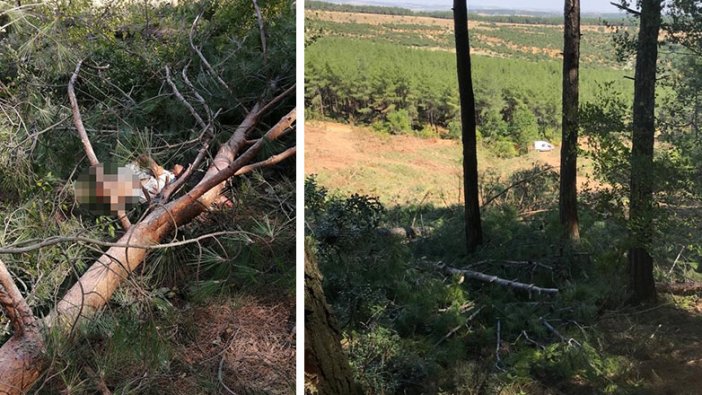 Üzücü olay Edirne'de yaşandı: Kestiği ağaç üzerine devrilince...