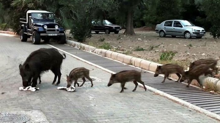 Tatil cennetinde şaşırtan görüntü!