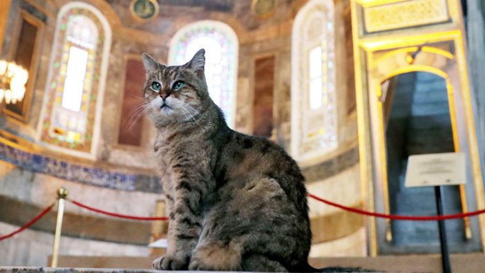 Ayasofya'nın kedisi Gli'nin yalnızlığı sona eriyor