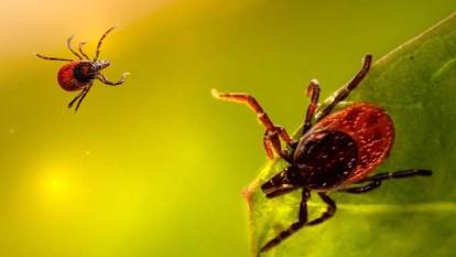 İstanbul’da Kene Alarmı: Vakalarda Patlama Var! Kabus Sessizce Büyüdü