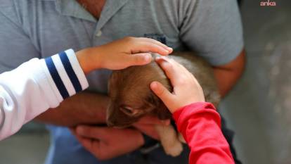 Bodrum Belediyesi sokak hayvanlarını unutmadı