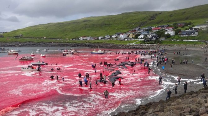 danimarkanin-faroe-adalarinda-binlerce-yunus-katledildi.jpg