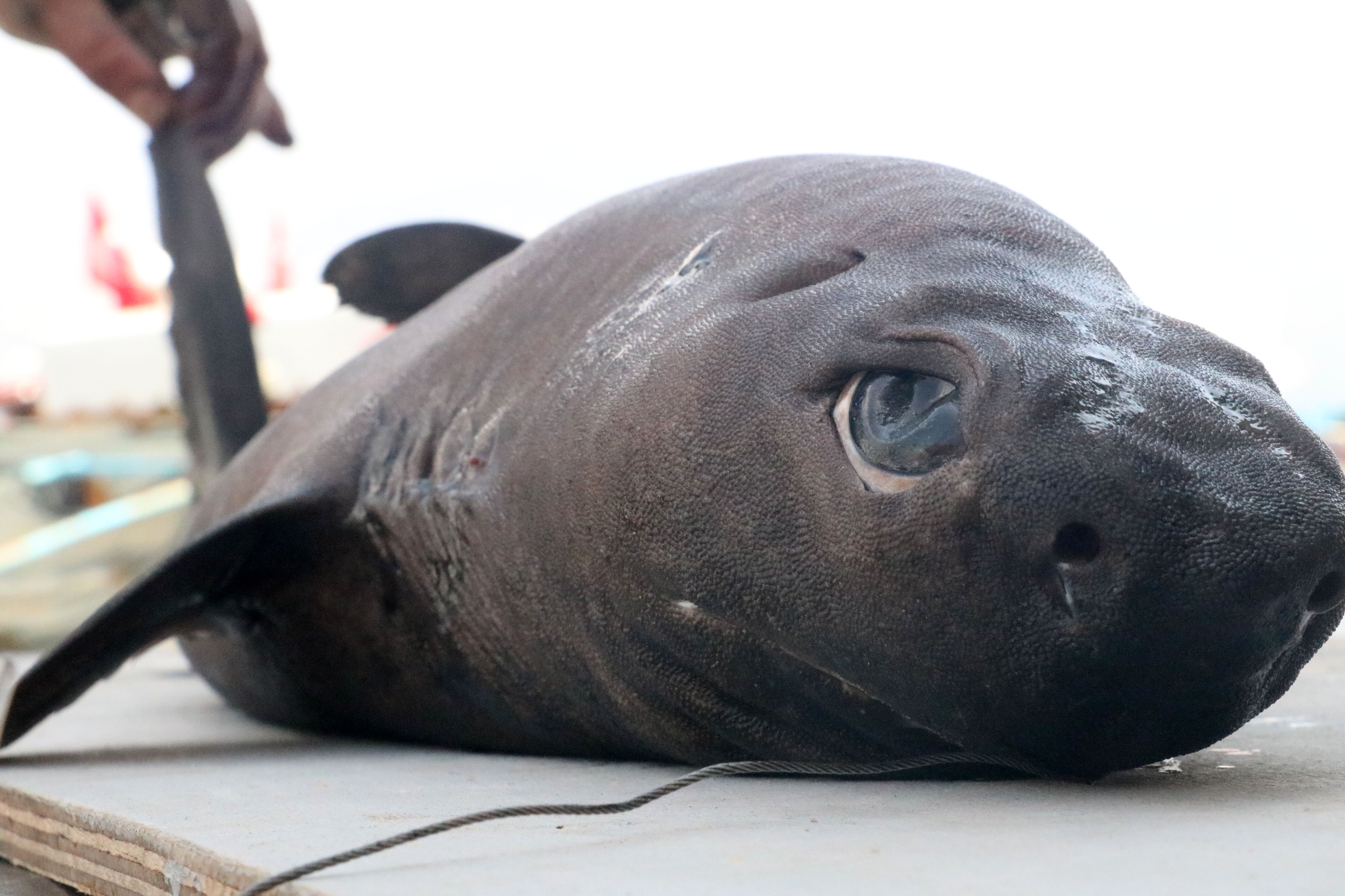 alanyada-ninja-lanternshark-turu-kopek-baligi-yakalandi-7361-dhaphoto2.jpg