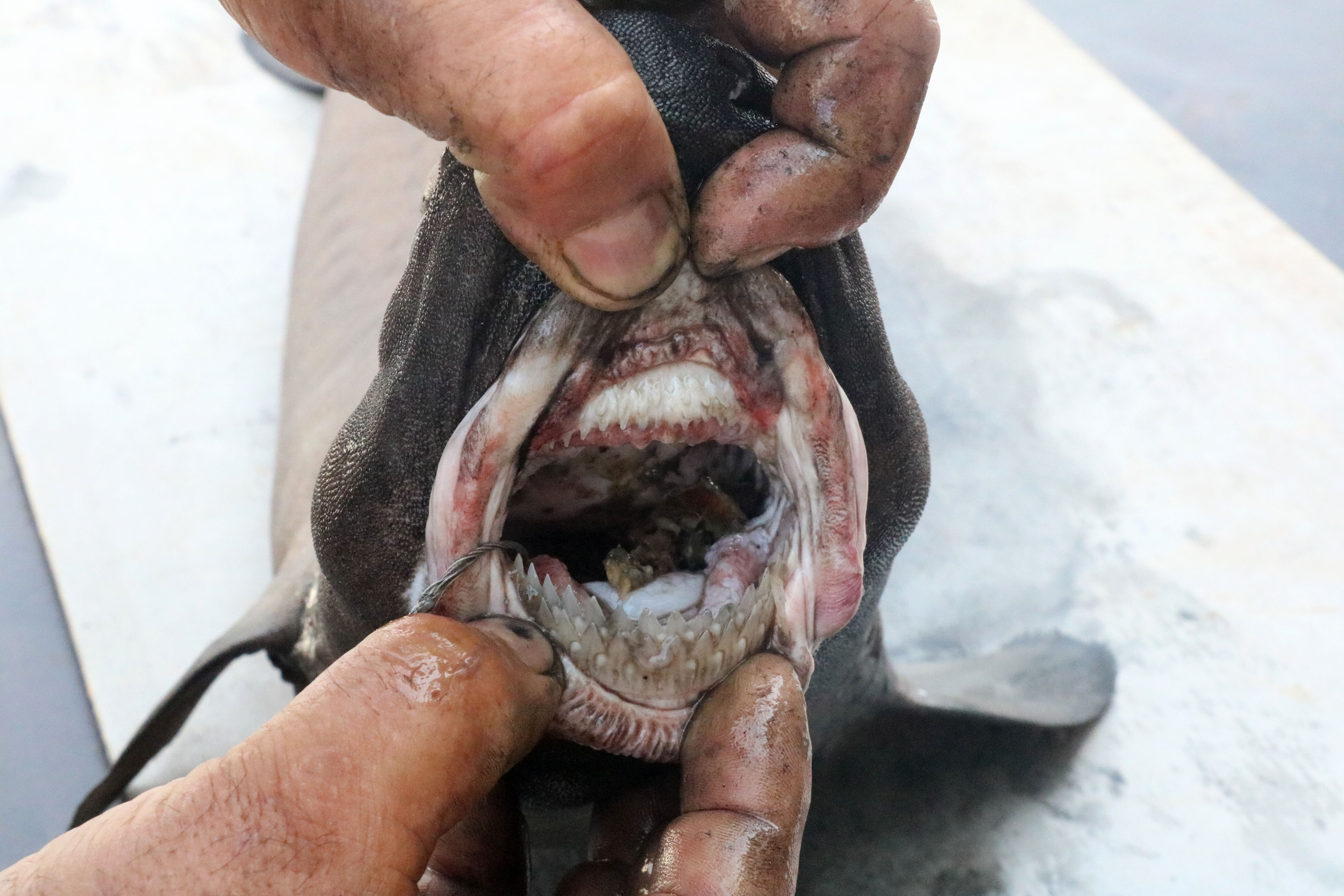 alanyada-ninja-lanternshark-turu-kopek-baligi-yakalandi-7361-dhaphoto4.jpg