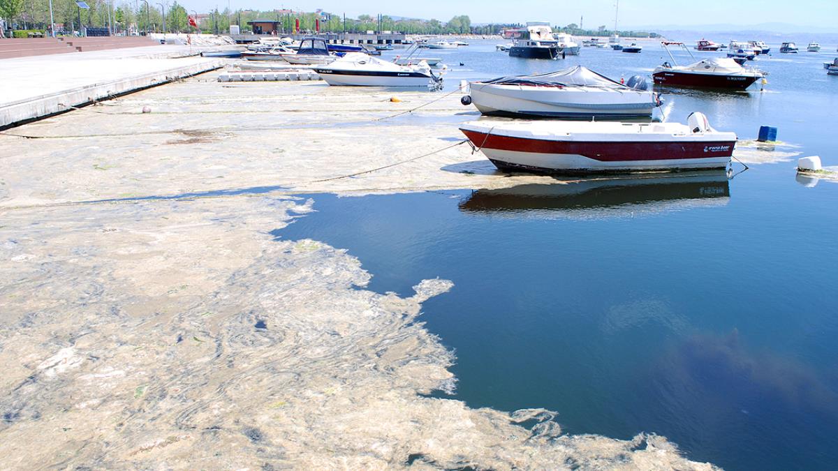 deniz-salyasi-nedir-musilaj-nedir.jpg