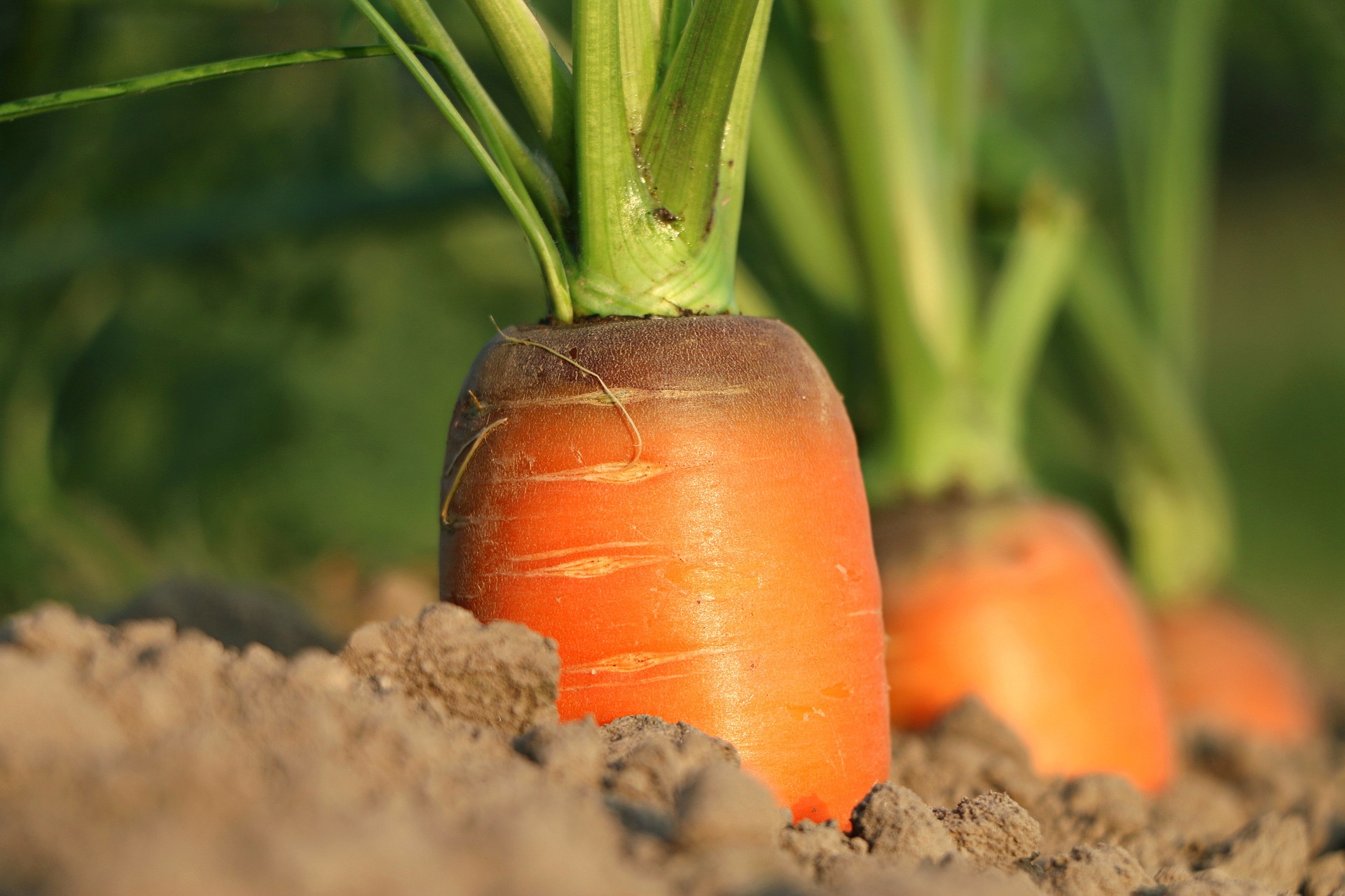 carrot-1565597-1920.jpg