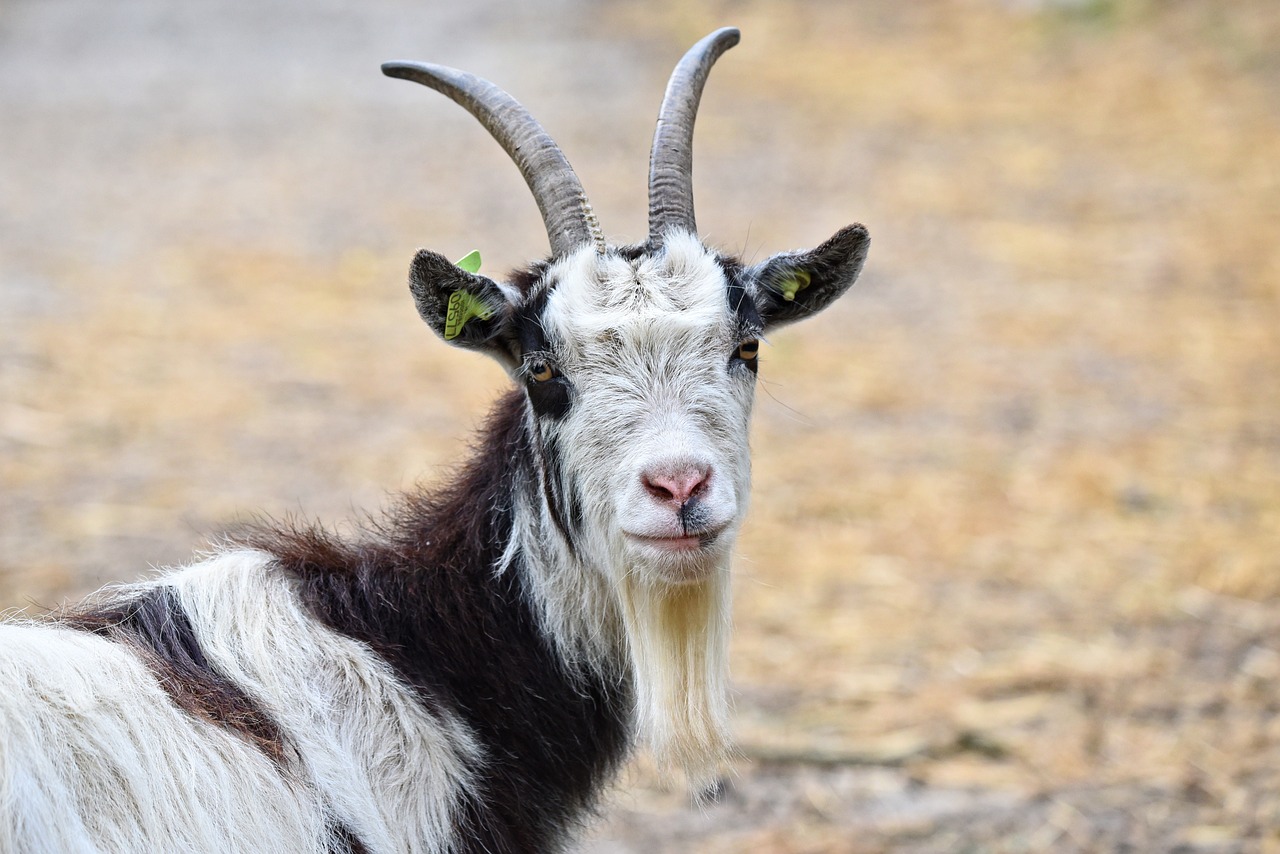 goat-3412678-1280.jpg