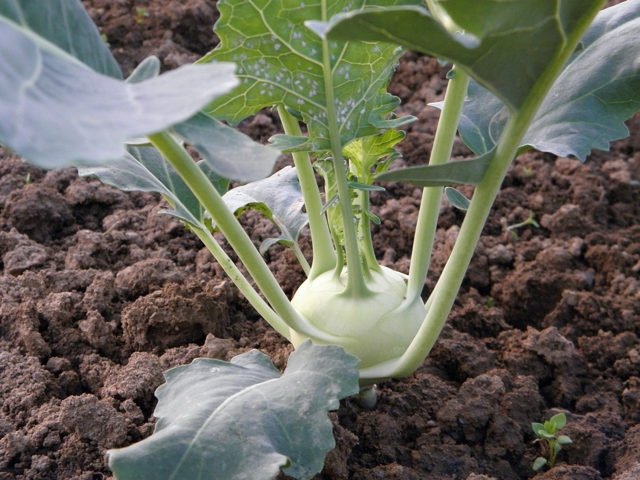 kohlrabi-176849-1280.jpg