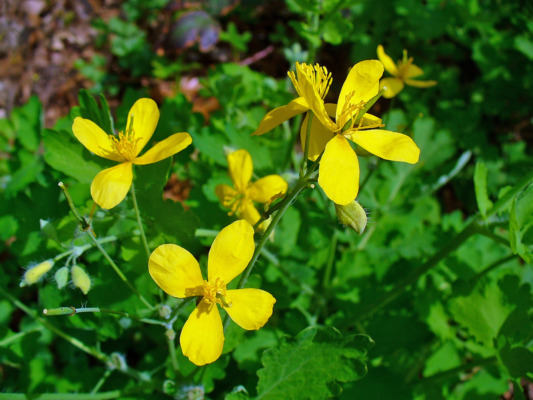 chelidonium-majus-002.jpg