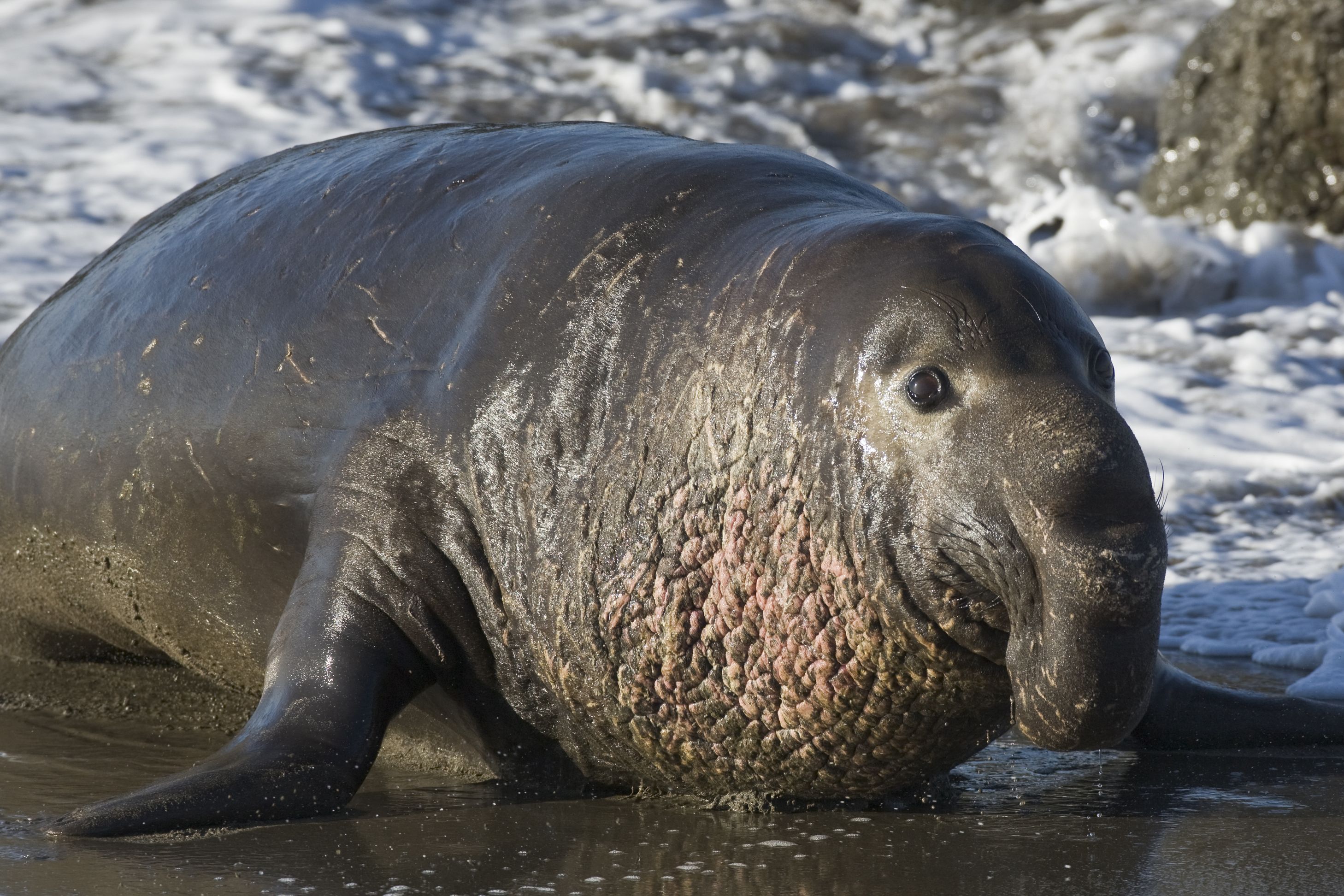 elephant-seals-at-piedras-blancas-7-001.jpg