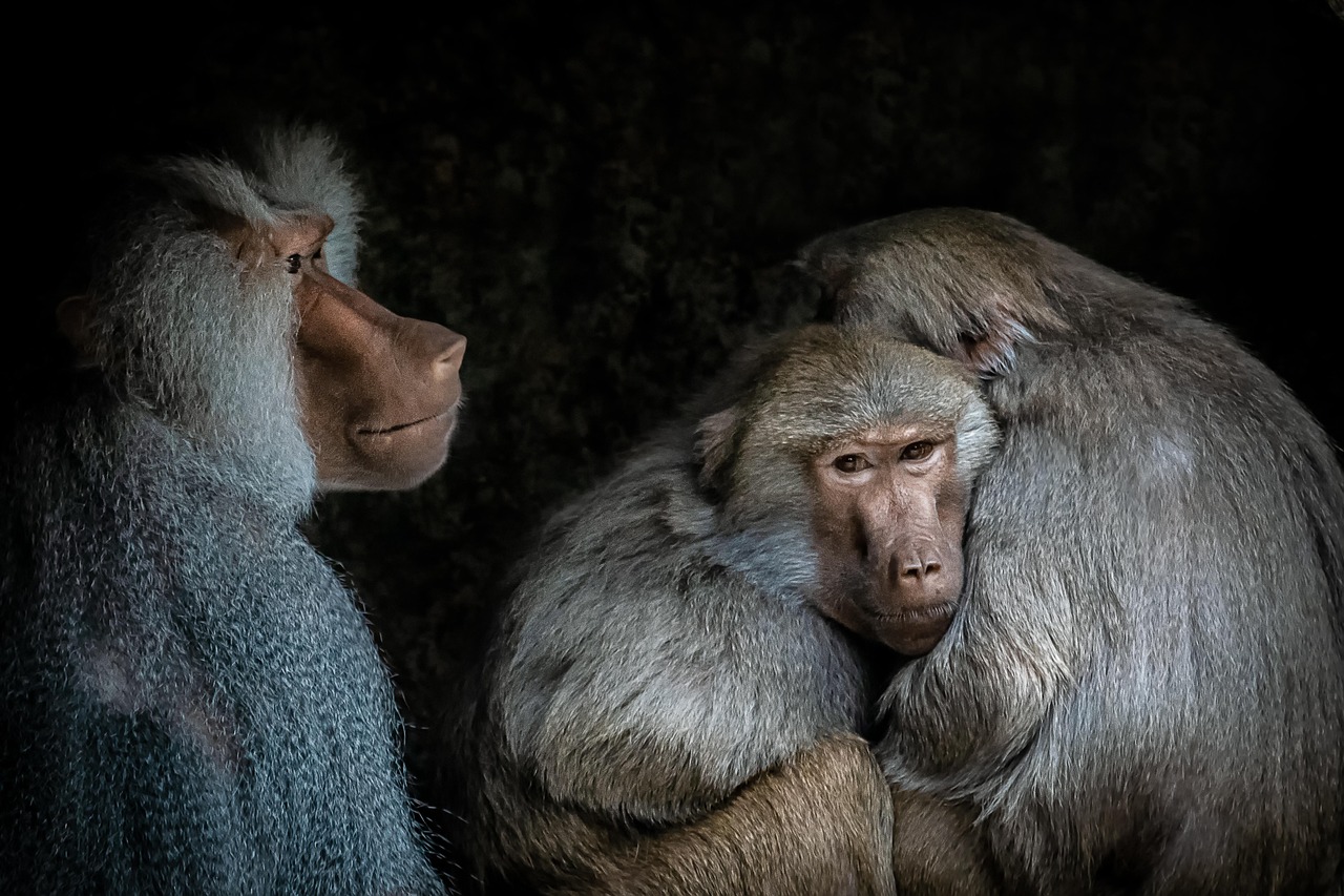 baboons-4410987-1280.jpg