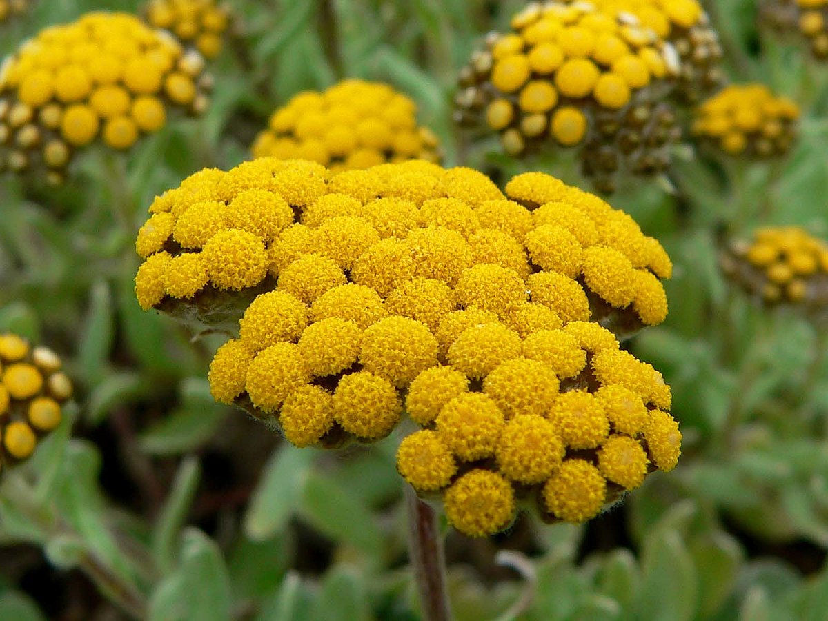 1200px-helichrysum-basalticum-2.jpg