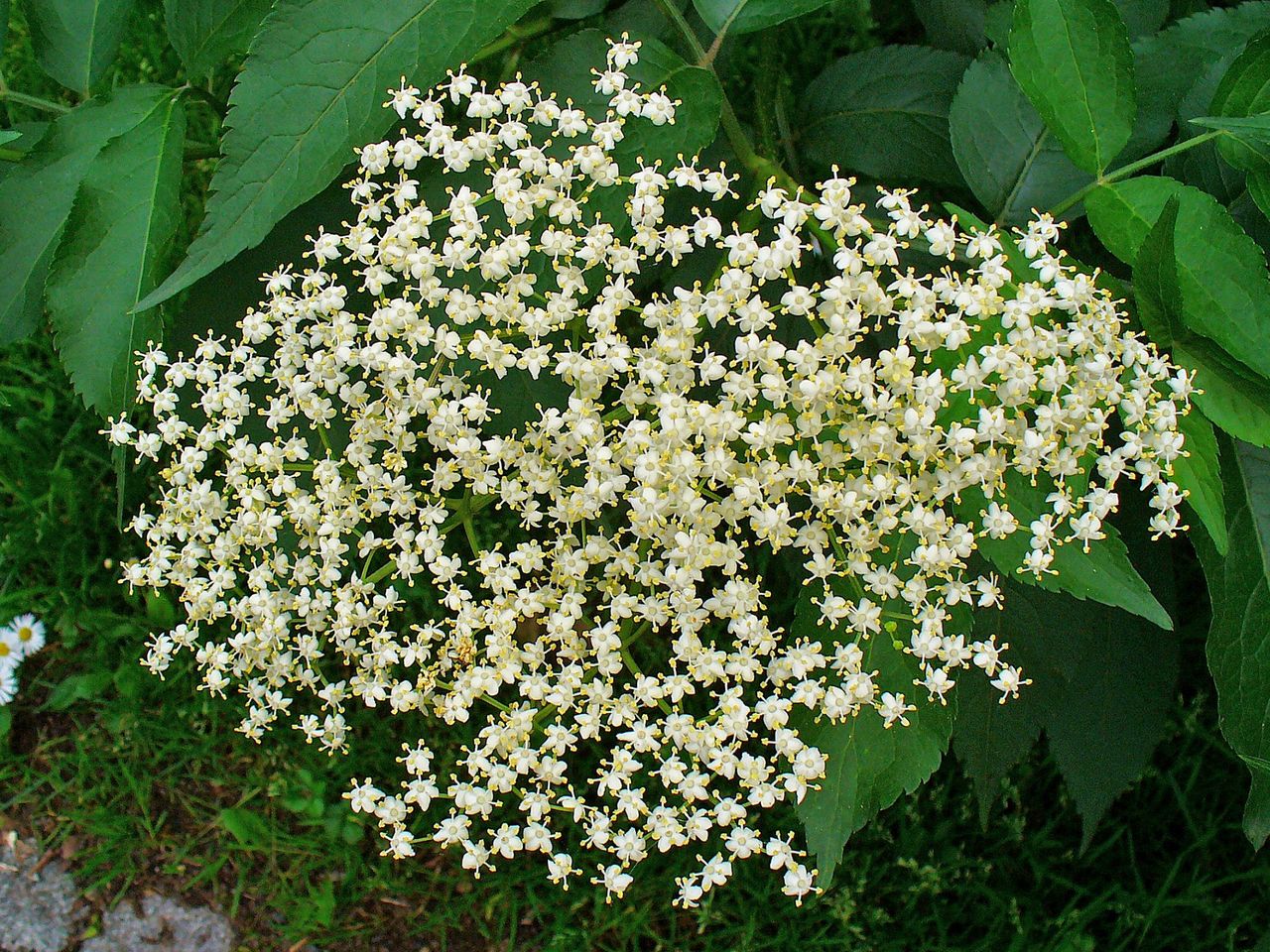 black-elderberry.jpg