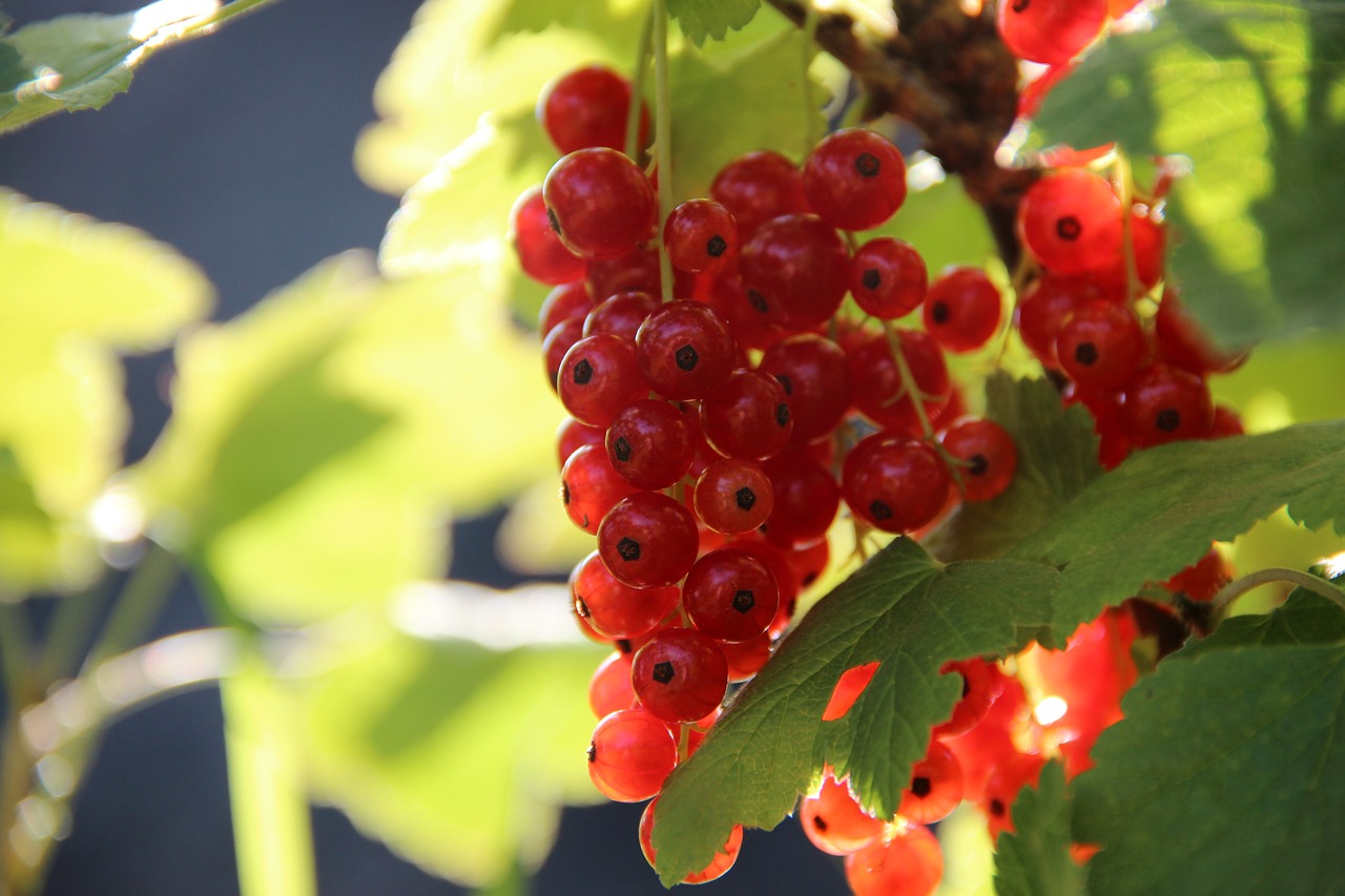 currants-276095-1280.jpg