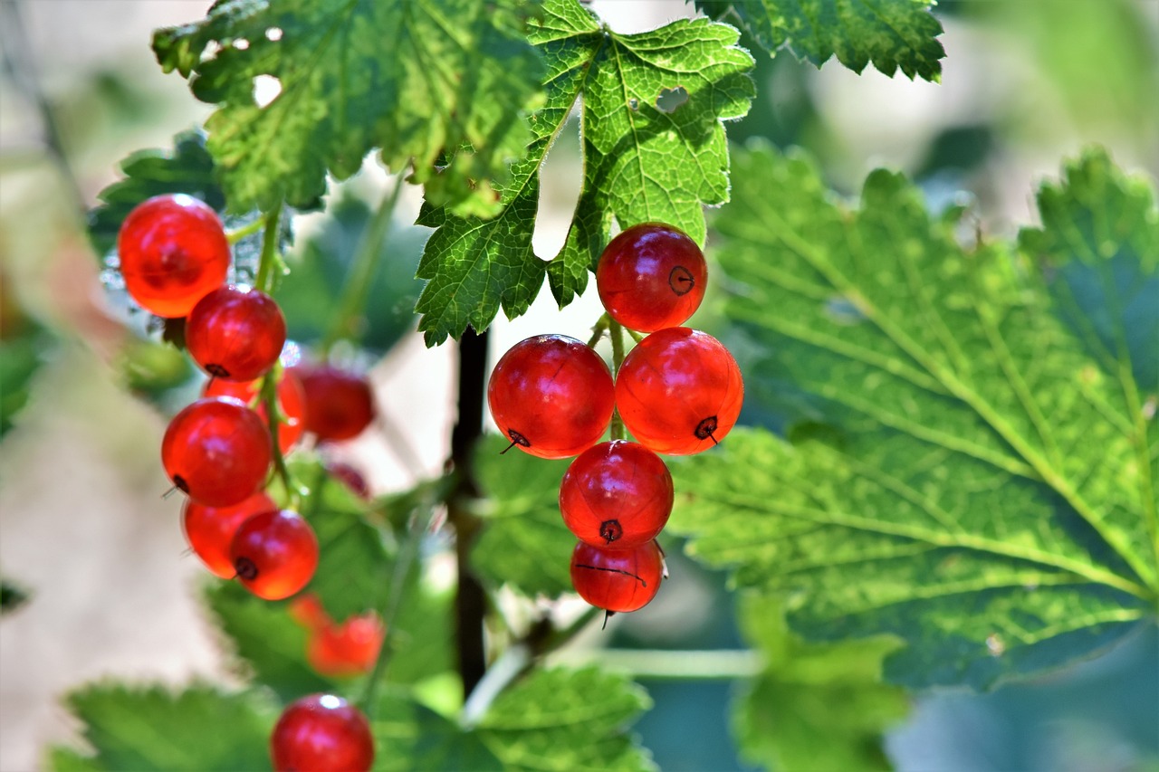 currants-3539264-1280.jpg