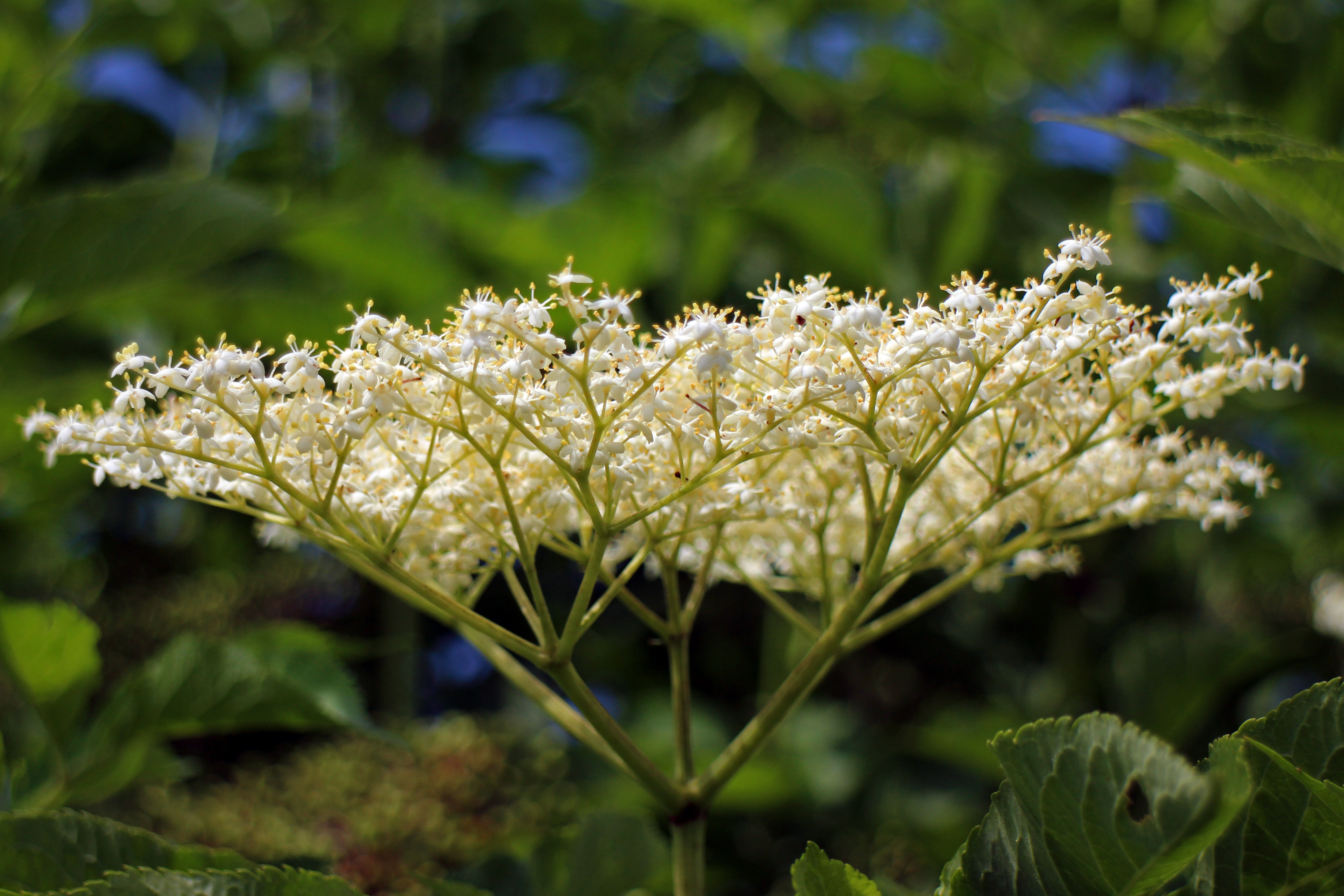 elder-sambucus-elderberry-flower-wallpaper.jpg