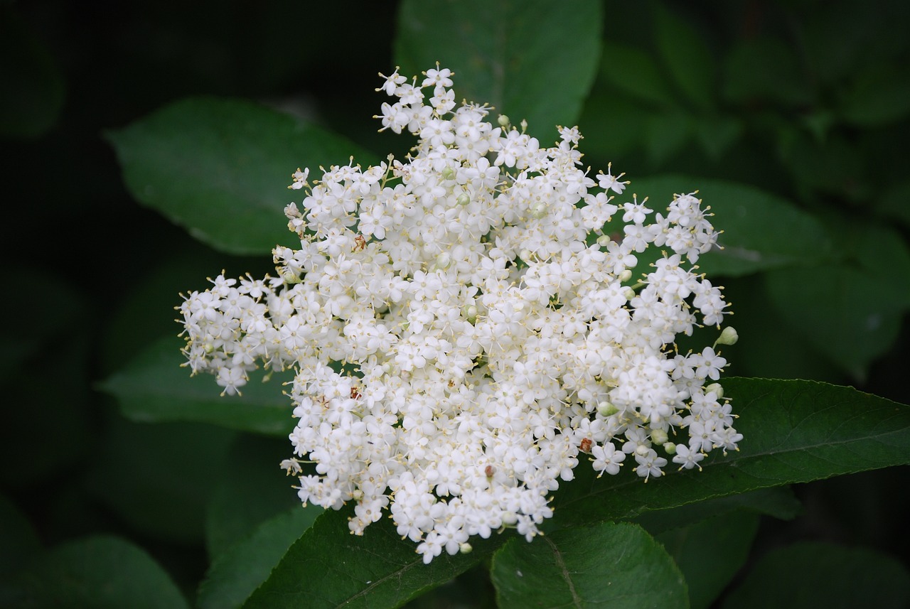 elderflower-6363116-1280.jpg