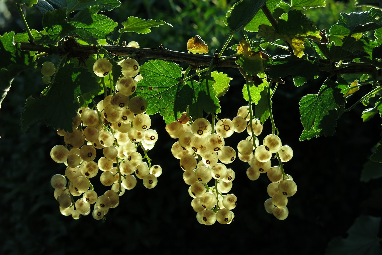 white-currant-3467373-1280.jpg