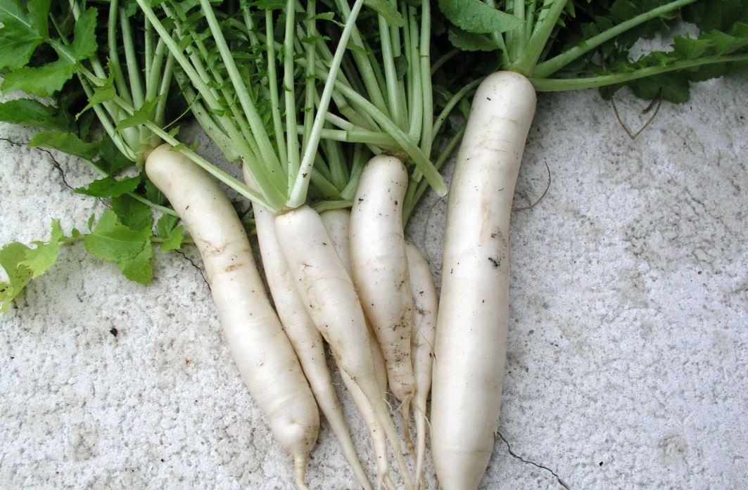 daikon-turplari-2.jpg