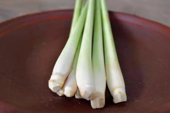 lemongrass6943712128-07032024b2d7baca.webp