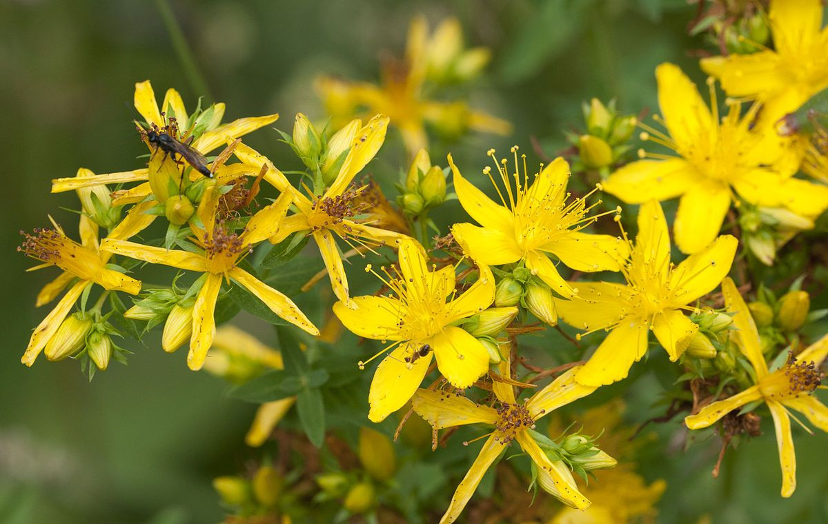 hypericum-sp-peterwort-kantaron-djrv.jpg