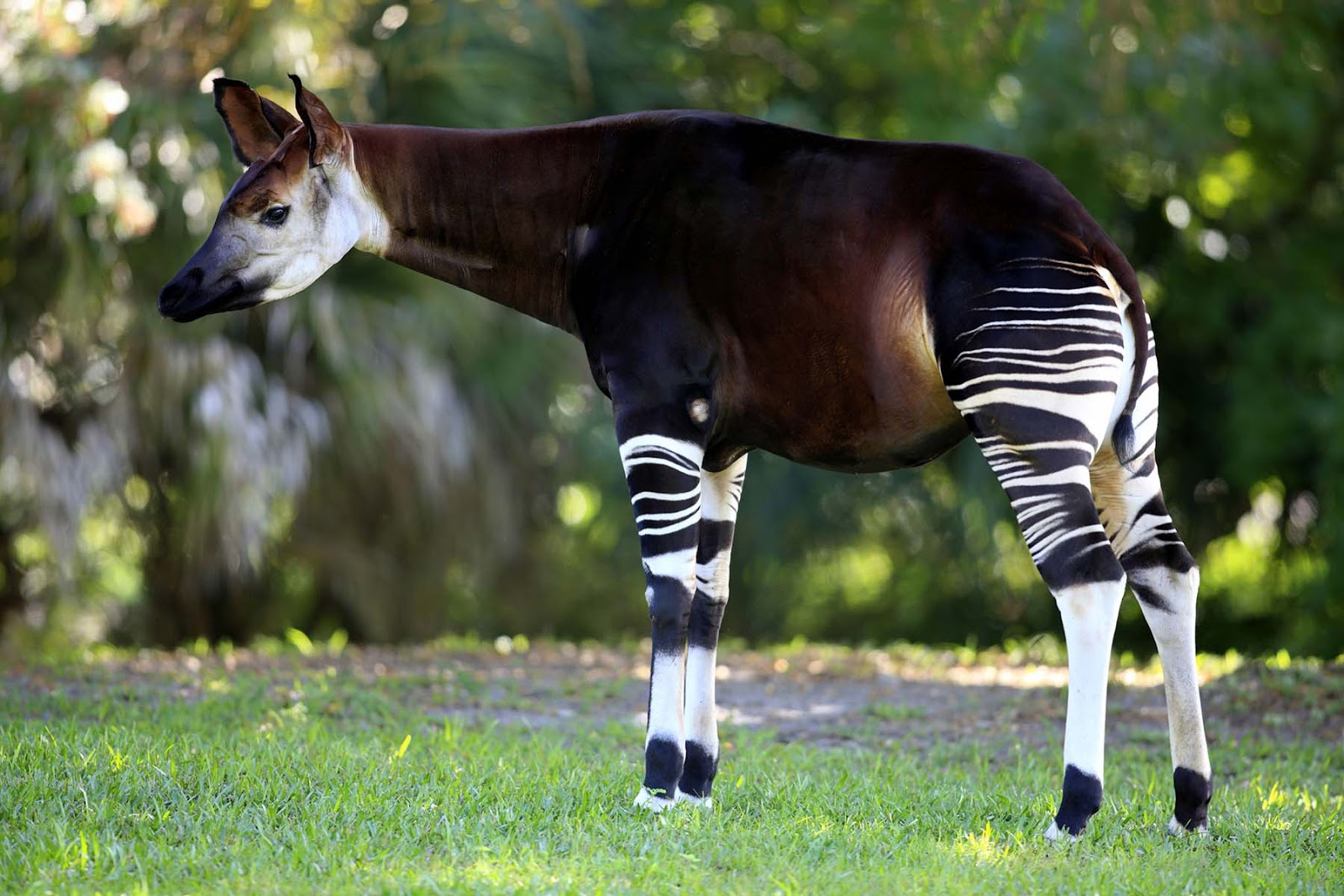 okapi-full.jpg