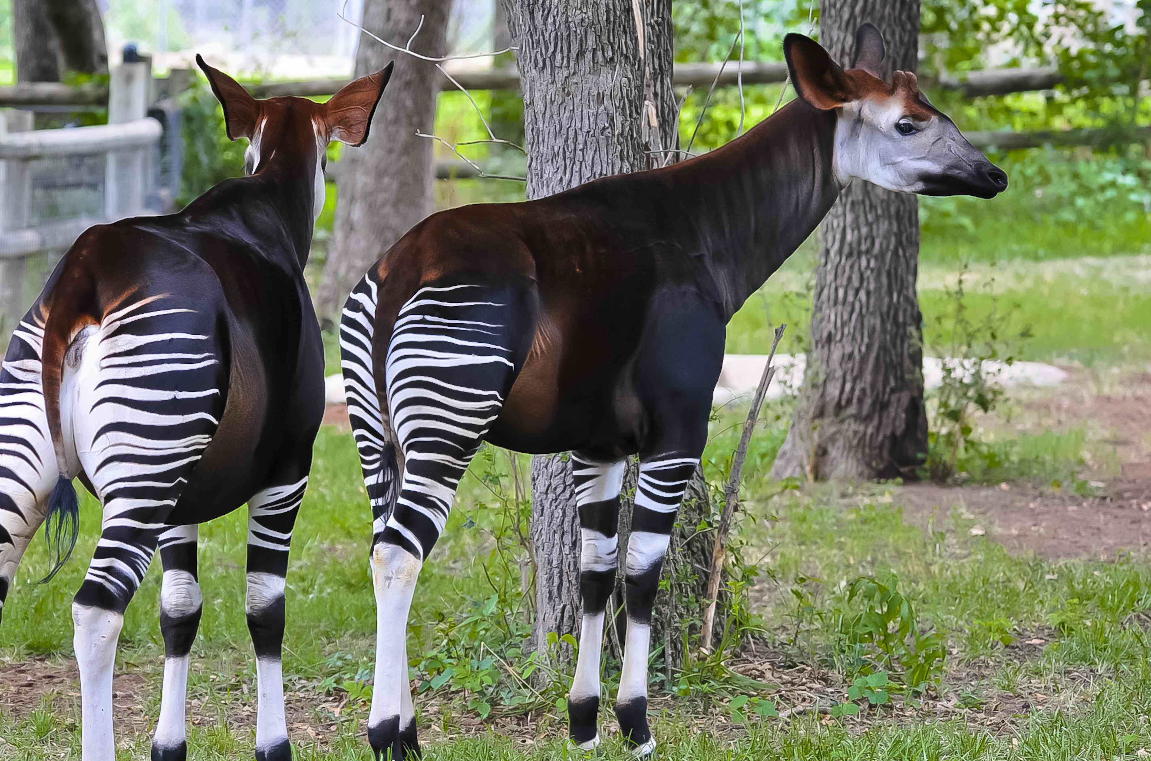 two-okapis-okapia-johnstoni-in-oklahoma-city-zoo-oklahoma-city-oklahoma-state-usa-977076250-5b7ddccd46e0fb00253eb302.jpg